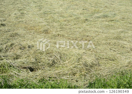 Grass Grass 126190349