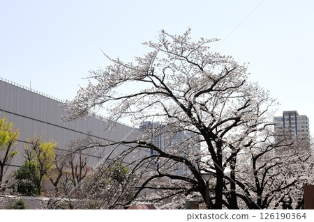 Tokyo cityscape: Cherry blossoms along Meguro River Tokyo cityscape: Cherry blossoms along Meguro River 126190364