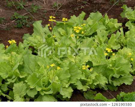 Cultivation of lettuce 126190380
