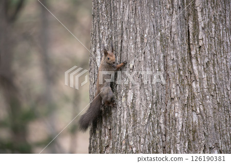 A Hokkaido squirrel running around in the forest in early spring A Hokkaido squirrel running around in the forest in early spring 126190381