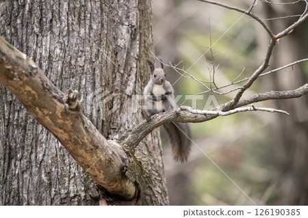 A Hokkaido squirrel running around in the forest in early spring 126190385