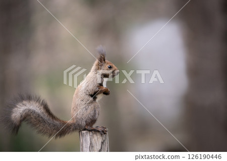 A Hokkaido squirrel running around in the forest in early spring A Hokkaido squirrel running around in the forest in early spring 126190446