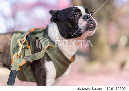 [Spring] Boston Terrier [Cherry Blossoms] 126190802