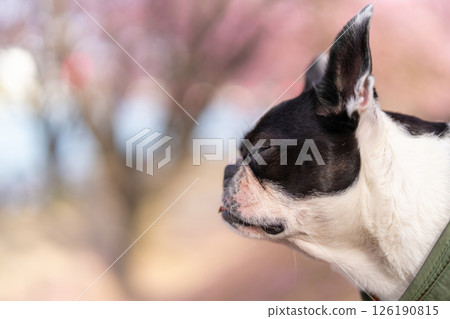 [Spring] Boston Terrier [Cherry Blossoms] 126190815