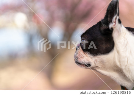 [Spring] Boston Terrier [Cherry Blossoms] 126190816