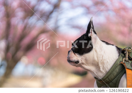 [Spring] Boston Terrier [Cherry Blossoms] 126190822