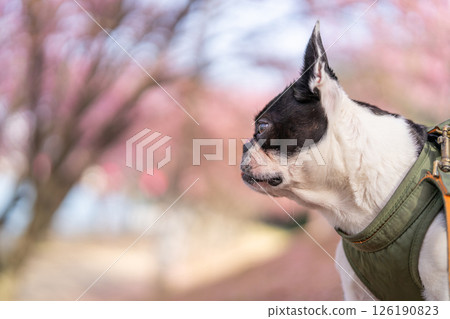 [Spring] Boston Terrier [Cherry Blossoms] 126190823