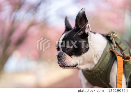 [Spring] Boston Terrier [Cherry Blossoms] 126190824