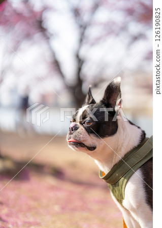 [Spring] Boston Terrier [Cherry Blossoms] 126190825