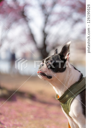 [Spring] Boston Terrier [Cherry Blossoms] 126190826
