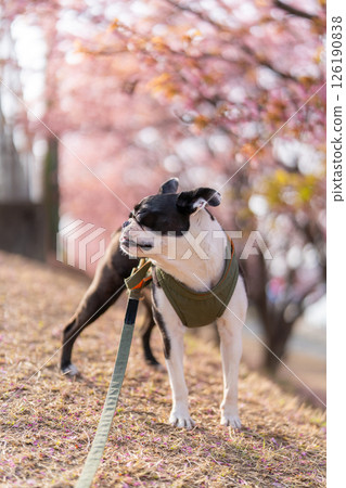 [春天] 波士頓梗 [櫻花] 126190838