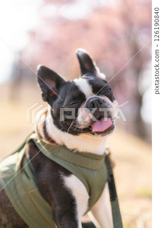 [Spring] Boston Terrier [Cherry Blossoms] 126190840