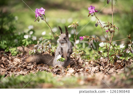 Early spring forest and cute Hokkaido squirrel 126190848