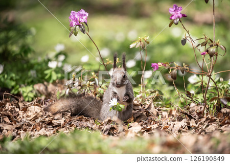 Early spring forest and cute Hokkaido squirrel 126190849