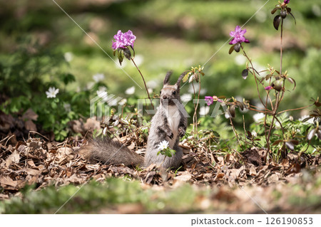 Early spring forest and cute Hokkaido squirrel 126190853
