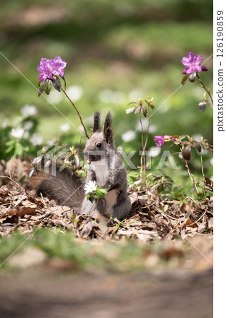 Early spring forest and cute Hokkaido squirrel Early spring forest and cute Hokkaido squirrel 126190859