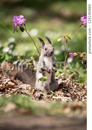 Early spring forest and cute Hokkaido squirrel 126190860