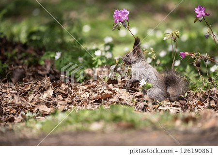 Early spring forest and cute Hokkaido squirrel 126190861