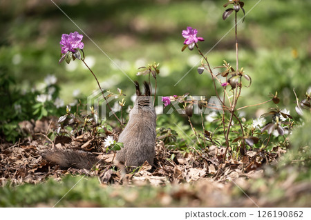 Early spring forest and cute Hokkaido squirrel 126190862