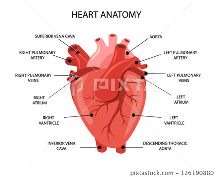 Human heart anatomy. Medical structure of internal organ. Educational information poster. Vector illustration in flat cartoon style 126190880