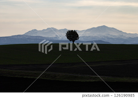 朝日山和一本咲 126190985