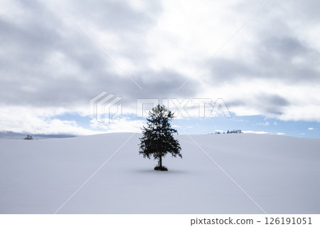 A single tree in the snow 126191051