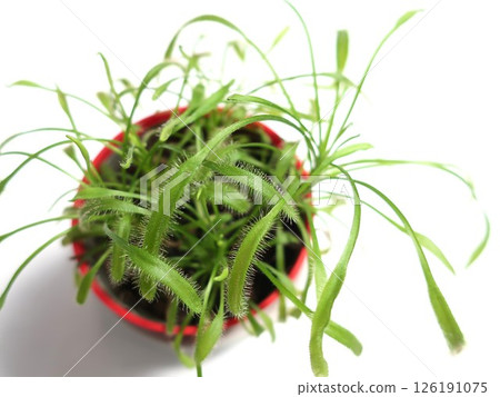 Insectivorous plants Moonsengoke 126191075