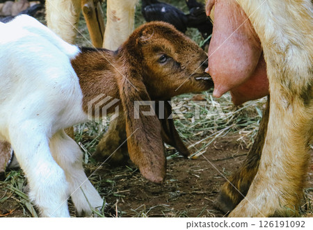 Young Goat drinking its mother's milk in village farm. Goat family, funny animal tradisional livestock farm before eid Al adha season. 126191092