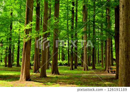 Mizumoto Park: A beautiful metasequoia forest with fresh greenery 126191189