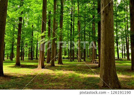 水元公園：美麗的水杉林，綠意盎然 126191190
