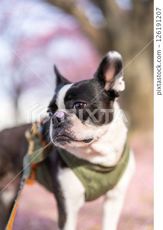 [春天] 鼻子上有櫻花花瓣的波士頓梗犬 [櫻花] 126191207