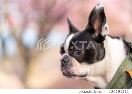 [Spring] Boston terrier with cherry blossom petals on its nose [Cherry Blossoms] 126191211