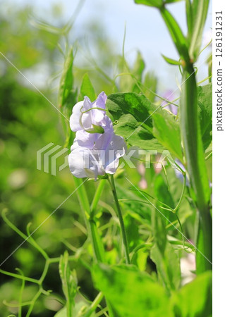 Colorful sweet peas 126191231