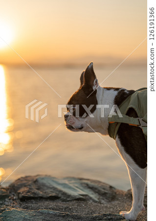 波士頓梗 126191366