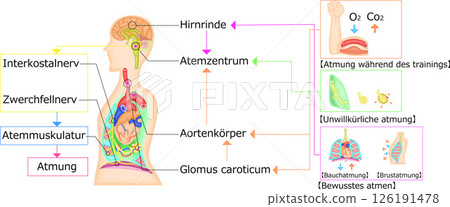 呼吸運動調節圖解德語 126191478