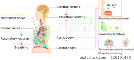 Respiratory exercise regulation illustration English Respiratory exercise regulation illustration English 126191480