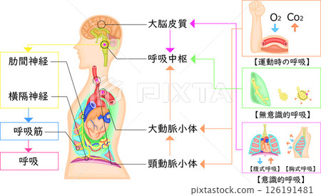 呼吸運動調節圖日語 呼吸運動調節圖日語 126191481