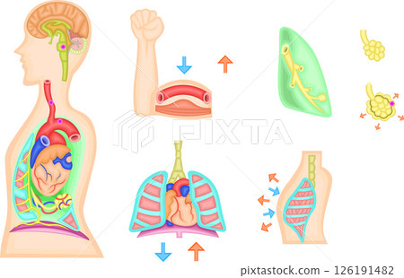 Respiratory exercise regulation illustration Respiratory exercise regulation illustration 126191482