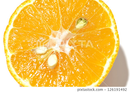 白色背景下拍攝的小 Shiranui 魚 126191492