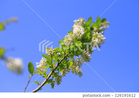 Water wax tree in full bloom 126191612