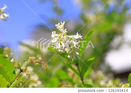 盛開的水蠟樹 126191614