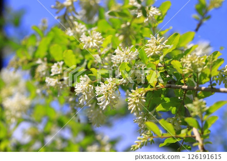 Water wax tree in full bloom Water wax tree in full bloom 126191615