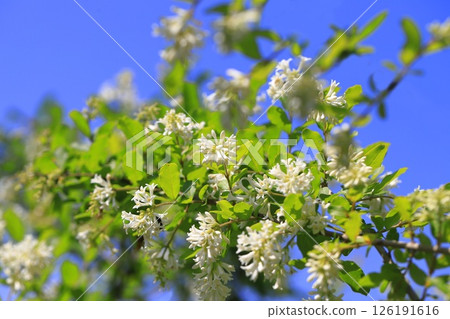 Water wax tree in full bloom Water wax tree in full bloom 126191616