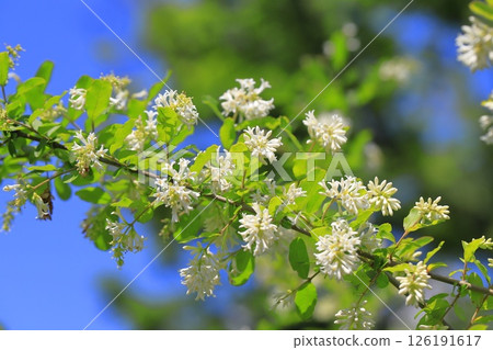 Water wax tree in full bloom Water wax tree in full bloom 126191617