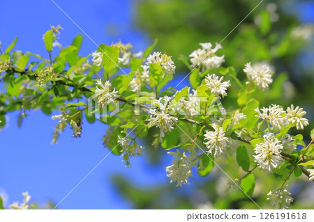 Water wax tree in full bloom Water wax tree in full bloom 126191618