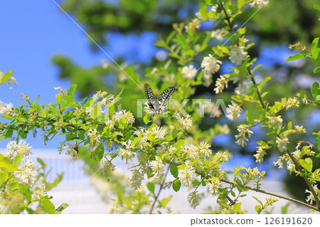 盛開的水蠟樹 126191620