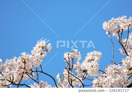 東京城市景觀:目黑川沿岸的櫻花 東京城市景觀:目黑川沿岸的櫻花 126191717