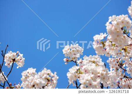 東京城市景觀：目黑川沿岸的櫻花 126191718