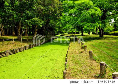 水元公園：美麗的青苔溪流 126191756