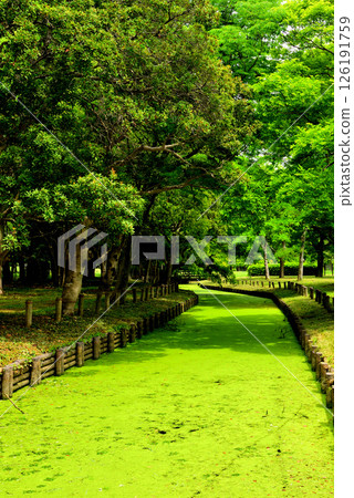 水元公園：美麗的青苔溪流 126191759